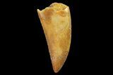 Serrated, Raptor Tooth - Real Dinosaur Tooth #179570-1